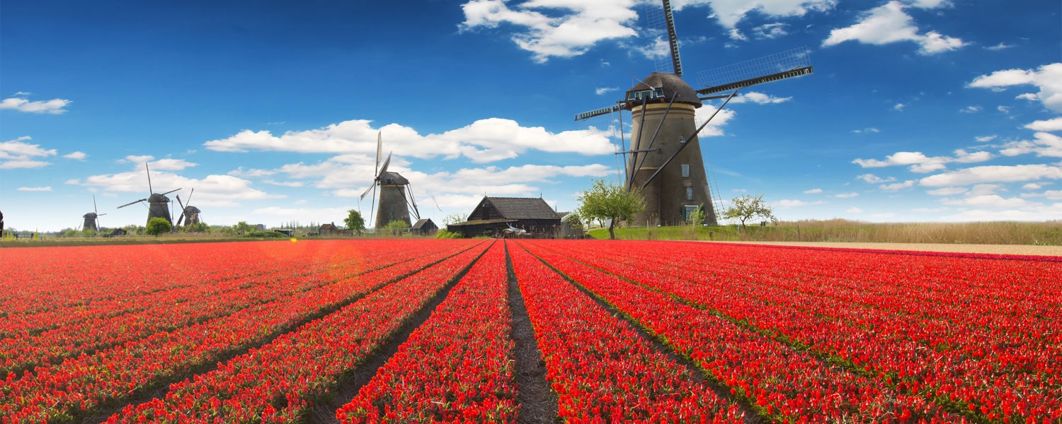 Top 5 Events Happening At The 2019 Amsterdam Tulip Festival