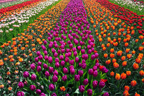 Field of Tulips