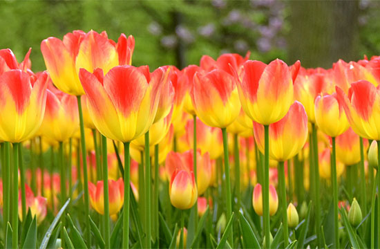Does Holland Have You Dreaming Of Tulips?