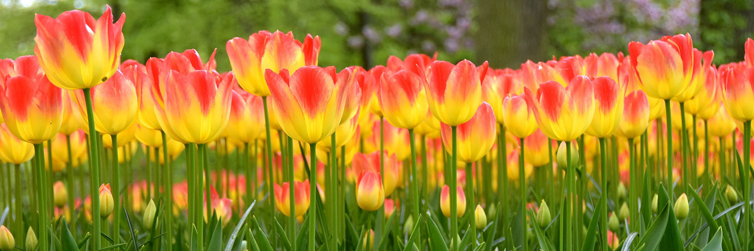 Field of Tulips